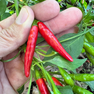Thai Dragon - Seeds - The Pepper Pantry (Formerly Marie Sharp's)